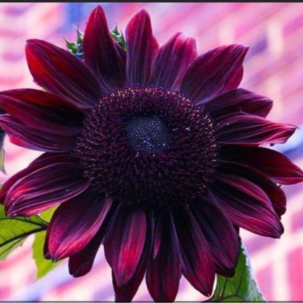 Meet your Posher, Roxann